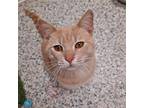 Adopt Proton a Orange or Red Domestic Shorthair / Mixed (short coat) cat in Bay