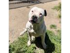 Adopt DOMINICO a Staffordshire Bull Terrier