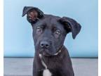 Adopt HOCKEY a Pit Bull Terrier