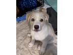 Adopt Bowen a White German Shepherd Dog / Mixed dog in Hoffman Estates