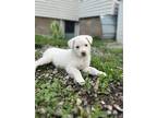 Adopt Borgata a White German Shepherd Dog / Mixed dog in Hoffman Estates