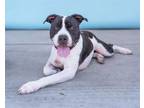 Adopt SOSA a Pit Bull Terrier