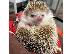 Adopt Ted a Hedgehog small animal in Edmonton, AB (41463476)