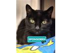 Adopt Raven a Domestic Shorthair / Mixed cat in Edmonton, AB (41455964)