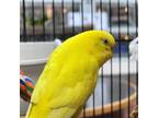 Adopt Alice a Budgie bird in Edmonton, AB (41464836)