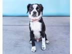 Adopt OMAR a Beagle, Terrier