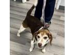 Adopt Jack a Tricolor (Tan/Brown & Black & White) Beagle / Mixed dog in Canton