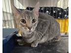 Adopt Pine a Gray or Blue Domestic Shorthair (short coat) cat in Mt.