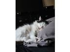 Adopt Oswald a White (Mostly) Domestic Mediumhair / Mixed (medium coat) cat in