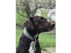 Adopt Chloe a Brown/Chocolate - with White Labrador Retriever / Mixed dog in