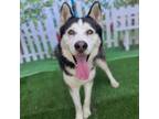 Adopt SILVERADO a Siberian Husky