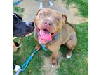 Adopt BRIXTON a Pit Bull Terrier, Mixed Breed