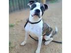 Adopt MAGUIRE a Pit Bull Terrier