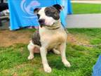 Adopt MAGUIRE a Pit Bull Terrier