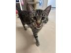 Adopt Moe (342) a Domestic Short Hair