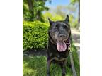 Adopt Lola a Black Chow Chow / Mixed dog in Skokie, IL (41406669)