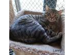 Adopt Larry (524) a Domestic Short Hair
