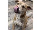 Adopt Cali a Brindle Australian Cattle Dog / Pit Bull Terrier / Mixed dog in