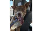 Adopt ROGER a Pit Bull Terrier, Mixed Breed