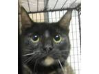 Adopt a Domestic Mediumhair / Mixed cat in Raleigh, NC (41466003)