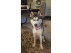 Adopt Maya a White - with Gray or Silver Husky / Mixed dog in Overland Park