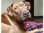 Adopt Roxie a Red/Golden/Orange/Chestnut American Pit Bull Terrier / Mixed dog