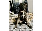 Adopt Maple a Brindle Plott Hound / Mixed dog in Pensacola, FL (41465961)