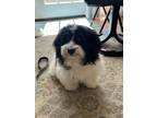 Adopt Whitney a Black - with White Havanese / Havanese / Mixed dog in Ambler
