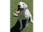 Adopt Juliet a White American Pit Bull Terrier / Mixed Breed (Medium) / Mixed