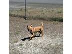Adopt Lottie a Tan/Yellow/Fawn Boxer / Mixed dog in Pullman, WA (41293736)
