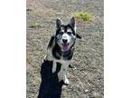 Adopt Clover a Black Husky / Shepherd (Unknown Type) / Mixed dog in Pullman