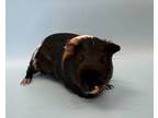 Adopt Tony a Black Guinea Pig / Guinea Pig / Mixed (short coat) small animal in