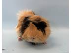 Adopt Goose a Black Guinea Pig / Guinea Pig / Mixed small animal in Woodbury