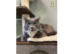 Adopt WENDALL a Domestic Long Hair