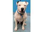 Adopt KOKO a White - with Brown or Chocolate American Staffordshire Terrier /