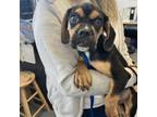 Adopt Sturgis a Beagle, Boxer