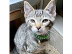 Adopt Gibbous a Domestic Short Hair