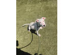 Adopt Doug a White Bull Terrier / Mixed Breed (Medium) / Mixed (short coat) dog