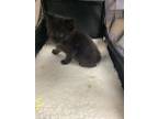 Adopt Adella a All Black Domestic Shorthair / Domestic Shorthair / Mixed cat in