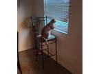 Adopt Milo a Orange or Red Domestic Mediumhair / Mixed (medium coat) cat in