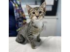 Adopt Squishy a Domestic Short Hair