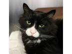 Adopt Grimm a Norwegian Forest Cat, Domestic Long Hair