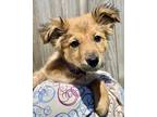 Adopt Koda a Brown/Chocolate Australian Shepherd / Mixed dog in Eugene