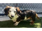 Adopt Rex a Black Dachshund / Mixed dog in Eugene, OR (41358627)