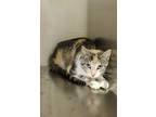 Adopt Clawdia a Calico or Dilute Calico Domestic Shorthair cat in Apple Valley