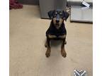 Adopt Rico a Black Doberman Pinscher dog in Apple Valley, CA (41464602)