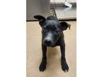Adopt Benny a Black American Pit Bull Terrier dog in Apple Valley, CA (41465486)