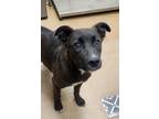 Adopt Raylene a Black American Pit Bull Terrier dog in Apple Valley