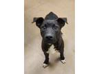 Adopt Mark a Black American Pit Bull Terrier dog in Apple Valley, CA (41465484)