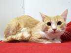 Adopt CHARLEMAGNE a Domestic Short Hair